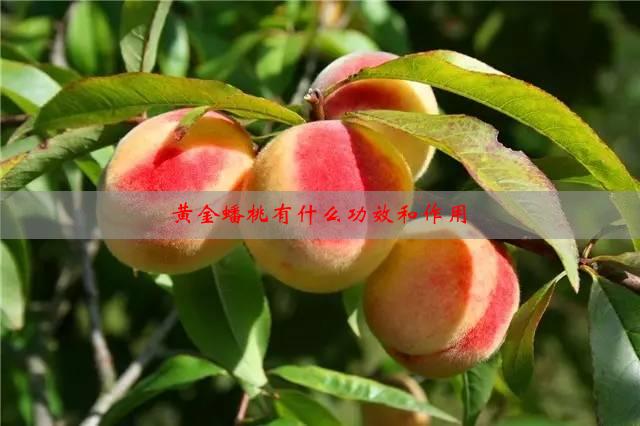 黄金蜜13号桃品种介绍